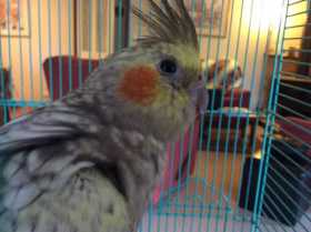 Lost Cockatiel