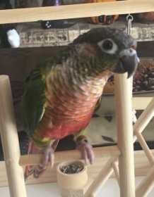 Lost Conure