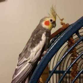 Lost Cockatiel