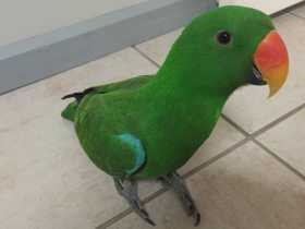 Lost Eclectus