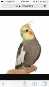 Lost Cockatiel