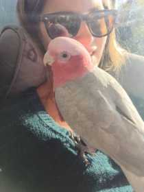 Lost Galah Cockatoo