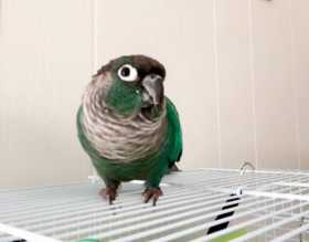 Lost Conure