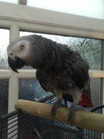 Lost African Grey