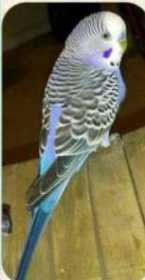 Lost Budgerigar