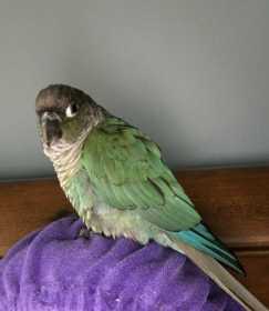 Lost Conure