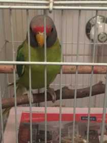 Lost Plum-Headed Parakeet