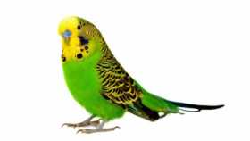 Lost Parakeet