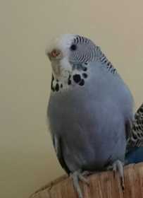 Lost Budgerigar