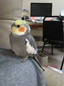 Lost Cockatiel