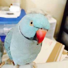 Lost Indian Ringneck Parakeet