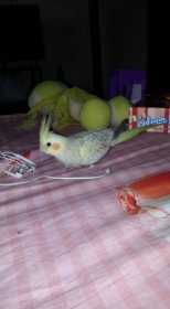Lost Cockatiel