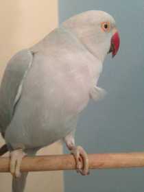 Lost Indian Ringneck Parakeet