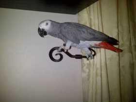 Lost African Grey