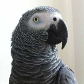 Lost African Grey