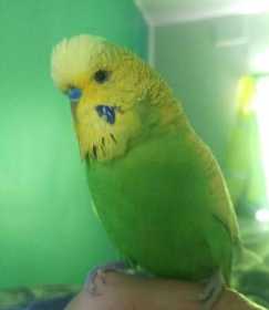 Lost Budgerigar