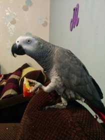 Lost African Grey