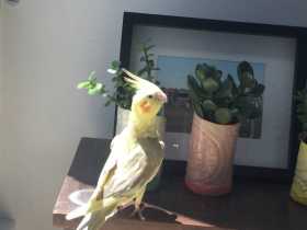 Lost Cockatiel