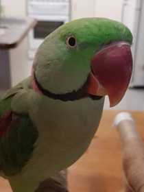 Lost Alexandrine