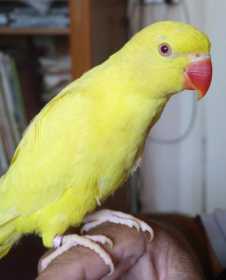 Lost Indian Ringneck Parakeet