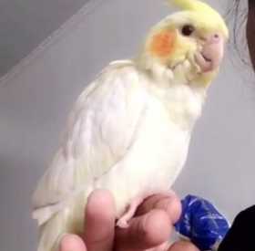 Lost Cockatiel