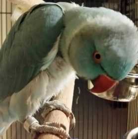 Lost Indian Ringneck Parakeet