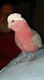 Lost Galah Cockatoo