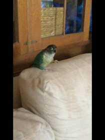 Lost Conure