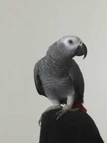 Lost African Grey