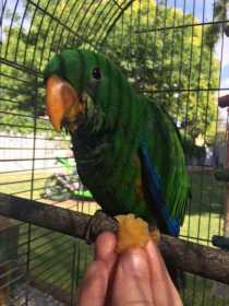 Lost Eclectus