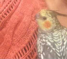 Lost Cockatiel