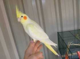 Lost Cockatiel