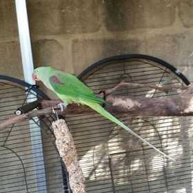Lost Alexandrine