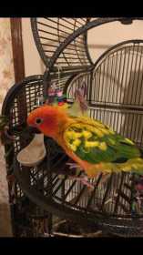 Lost Conure