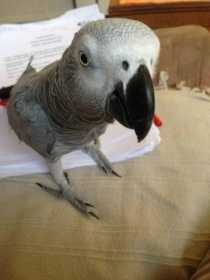 Lost African Grey