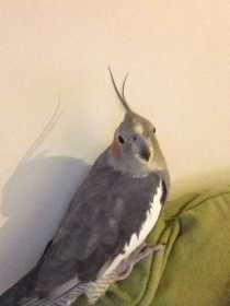 Lost Cockatiel