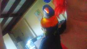 Lost Lory / Lorikeet