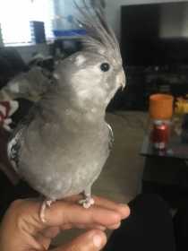 Lost Cockatiel