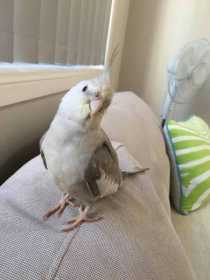 Lost Cockatiel