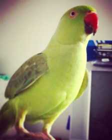 Lost Indian Ringneck Parakeet