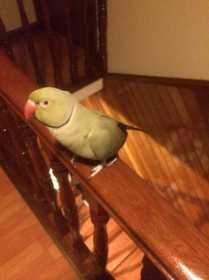 Lost Rose Ringed Parakeet