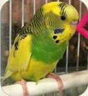 Lost Budgerigar