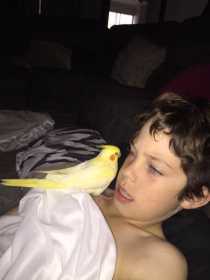 Lost Cockatiel