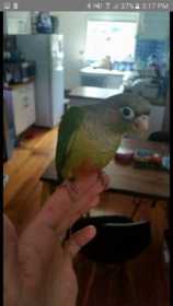 Lost Conure