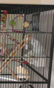 Lost Cockatiel