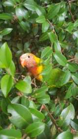 Lost Lory / Lorikeet