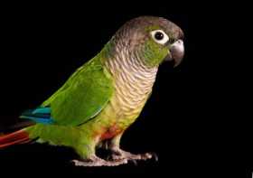 Lost Conure