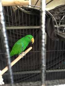 Lost Eclectus