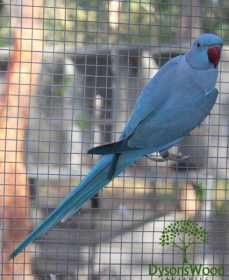 Lost Indian Ringneck Parakeet