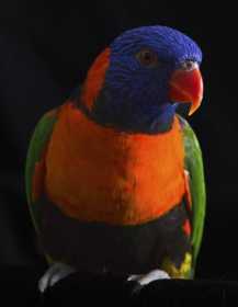 Lost Lory / Lorikeet